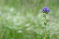 Blooming bristly bellflower, Campanula cervicaria Royalty Free Stock Photo