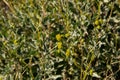 Blooming Brittlebush Buds with Afternoon Sun