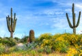 Blooming Brittlebush Royalty Free Stock Photo