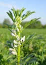 Blooming broad or fava beans plants ( Vicia Faba )