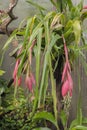 Blooming bromelia