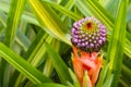 Blooming Bromeliad Aechmea Royalty Free Stock Photo