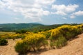 Blooming Broom in landscape