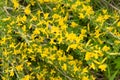 blooming broom ordinary with yellow flowers