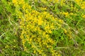 blooming broom ordinary with yellow flowers