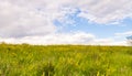 blooming broom ordinary with yellow flowers against the sky