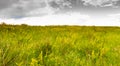 blooming broom ordinary with yellow flowers against the sky