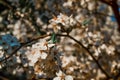 Blooming brown branches of spring apple tree with white flowers with petals, orange stamens, leaves in warm sun light