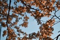 Blooming brown branches, twigs of spring apple tree with flowers with petals, stamens, leaves in warm sunlight. Blossom. Close-up Royalty Free Stock Photo