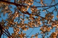 Blooming brown branches, twigs of spring apple tree with flowers with petals, stamens, leaves in warm sunset light. Blossom Royalty Free Stock Photo