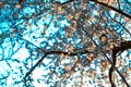 Blooming brown branches, twigs of spring apple tree with white flowers in sunlight. Blossom in city park. Close-up. Royalty Free Stock Photo