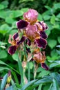 Blooming brown iris on a flower bed in a summer garden