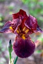 Blooming brown iris on a flower bed in a summer garden