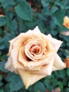 blooming brown rose flower