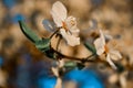 Blooming brown twig of spring apple tree with white flowers with petals, orange yellow stamens, green leaves in warm sun light Royalty Free Stock Photo