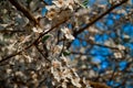Blooming brown twigs of spring apple tree with delicate white flowers with petals, orange center, stamens in sun light. Blossom. B Royalty Free Stock Photo
