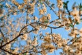 Blooming brown twigs of spring apple tree with delicate white flowers with petals, orange stamens, green leaves in warm sun light.