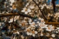 Blooming Brown Twigs Of Spring Apple Tree With White Flowers With Petals, Orange Yellow Stamens, Green Leaves In Warm Sun Light