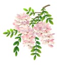 Blooming brunch of acacia isolated vector illustration