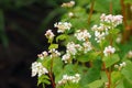 Blooming buckwheat Fagopyrum esculentum