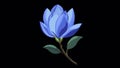 Blooming bud of blue magnolia. Animation of a 2D object. Animated element of a beautiful spring flower