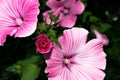 Blooming bud with bright pink petals. Macro flower.