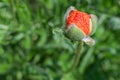 Closeup red poppy flower- nature . Springtime
