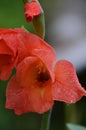 A blooming bud of a pink flower of Gladiolus or Spike lat. Gladiolus on a green background. Raindrops on flower buds.