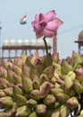 Blooming and bud Pink Lotus Flowers or water lily opposite Red Fort Royalty Free Stock Photo