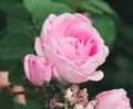 Blooming bud of a pink rose. Flower closeup