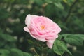 Blooming bud of a pink rose. Flower closeup