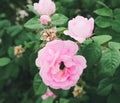 Blooming bud of a pink rose. Flower closeup