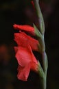 A blooming bud of a red flower of Gladiolus or Spike lat. Gladiolus in profile against a dark background. Raindrops on flower Royalty Free Stock Photo