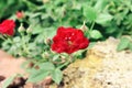 Blooming bud of a red rose. Flower closeup