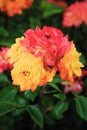 Blooming bud of a red, yellow rose. Flower closeup