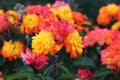 Blooming bud of a red, yellow rose. Flower closeup Royalty Free Stock Photo