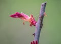 Blooming bud on rose flower, rose plant starting to bloom, stem with thorns, close-up macro, small red leaves Royalty Free Stock Photo