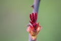 Blooming bud on rose flower, rose plant starting to bloom, stem with thorns, close-up macro, small red leaves Royalty Free Stock Photo