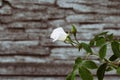 White rose and stone gray fence in the background Royalty Free Stock Photo
