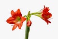 Blooming and budding beautiful bright red Hippeastrum or Amaryllis flower and green stem isolated on white background Royalty Free Stock Photo
