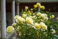 Blooming and budding beautiful yellow rose flowers on blurred background of Hagia Sophia historical world heritage building part Royalty Free Stock Photo