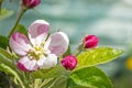 blooming buds of apple flowers on background