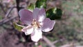 Apple flowers. Branches of an apple-tree. Photo without retouching Royalty Free Stock Photo