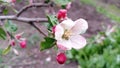 Apple flowers. Branches of an apple-tree. Photo without retouching Royalty Free Stock Photo