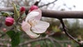 Apple flowers. Branches of an apple-tree. Photo without retouching Royalty Free Stock Photo