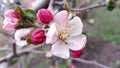 Apple flowers. Branches of an apple-tree. Photo without retouching Royalty Free Stock Photo