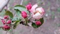 Apple flowers. Branches of an apple-tree. Photo without retouching Royalty Free Stock Photo