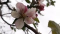 Apple flowers. Branches of an apple-tree. Photo without retouching Royalty Free Stock Photo