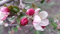 Apple flowers. Branches of an apple-tree. Photo without retouching Royalty Free Stock Photo