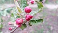 Apple flowers. Branches of an apple-tree. Photo without retouching Royalty Free Stock Photo